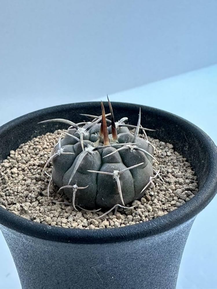 ボ*ド様 亀甲スーパー バッテリー 実生 太刺選抜 鉢植え メルカリ便送料込み ボ*ド様 亀甲スーパー バッテリー 実生 太刺選抜 鉢植え